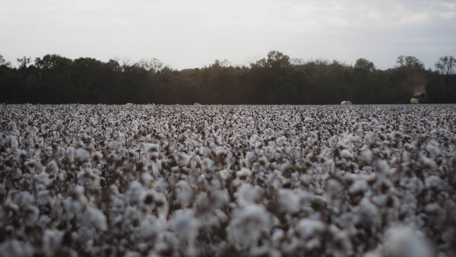 What Is Ringspun Cotton?